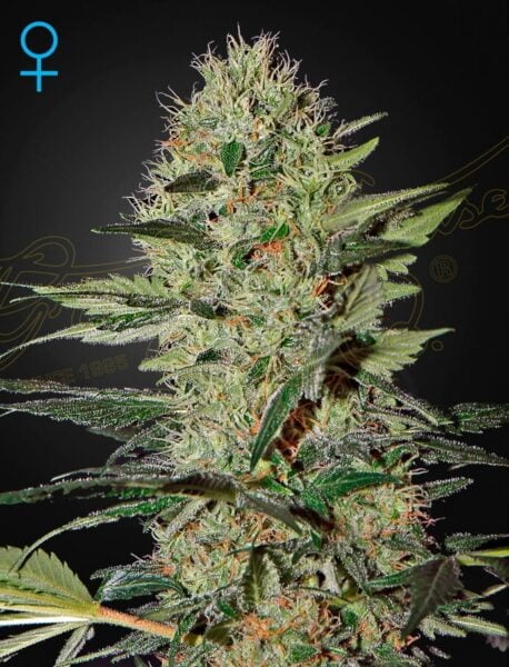 Greenhouse Seed Co. Exodus Cheese Auto
