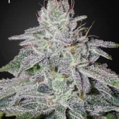 Greenhouse Seed Co. Franco's Lemon Cheese