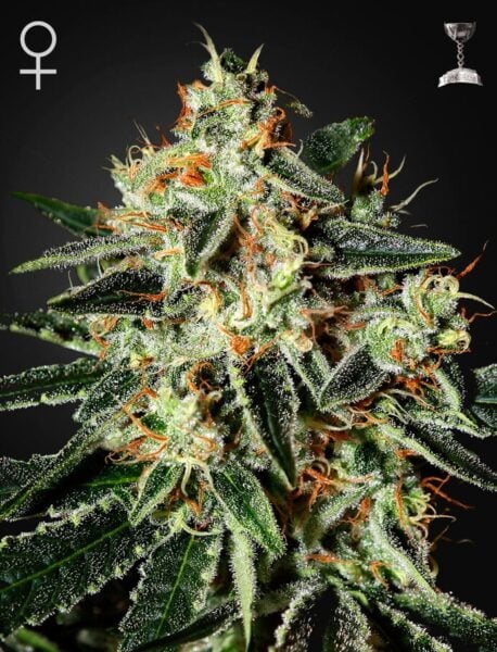 Greenhouse Seed Co. Cheese