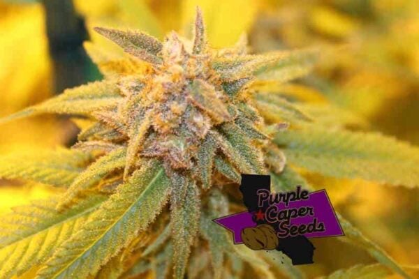 Purple Caper Gelato Zkittlez