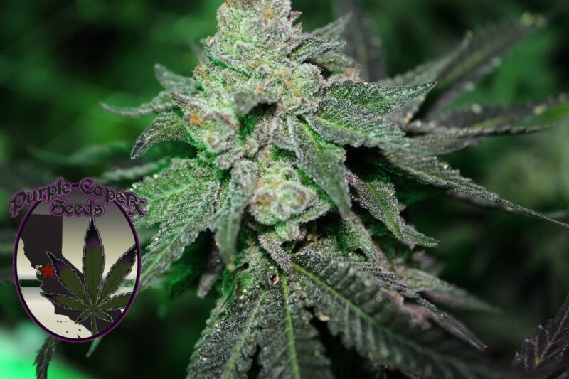 Close-up of a cannabis plant with dense, frosty buds. The image includes the Purple Caper Seeds logo, featuring a stylized cannabis leaf and showcasing their popular Grand Caper (F) strain.