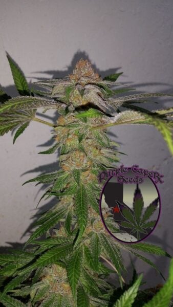 Purple Caper Grand Runtz