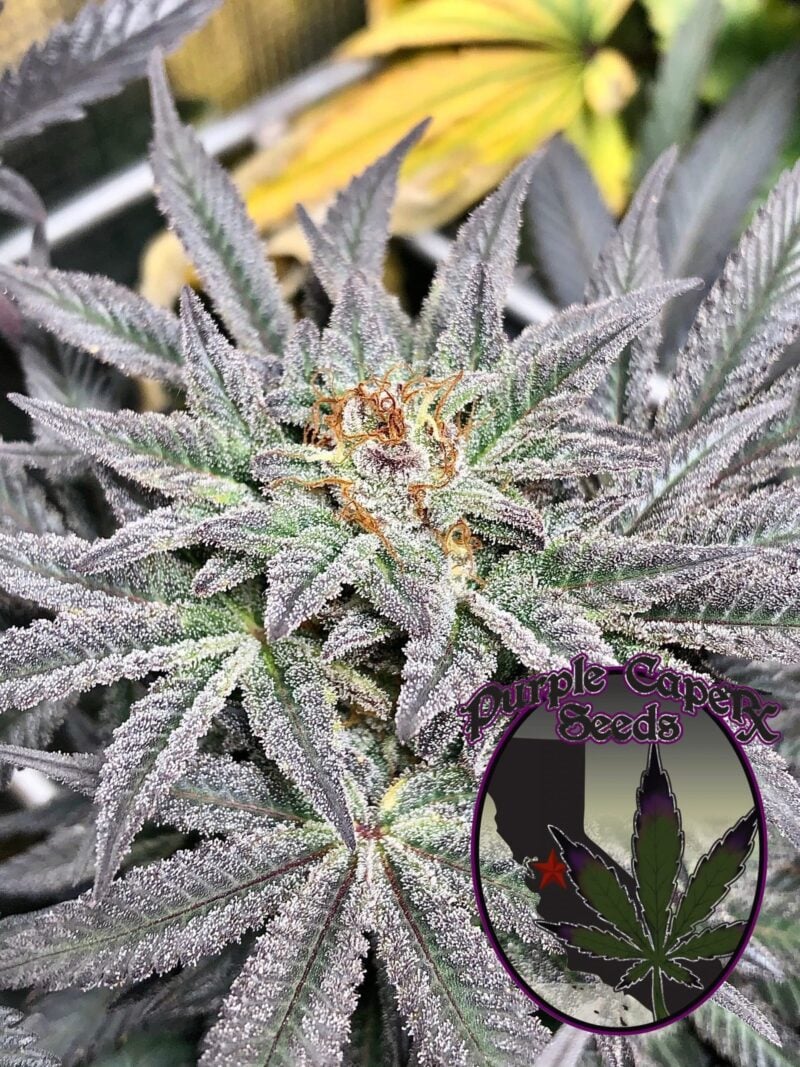 Close-up of a cannabis plant showcasing its frosted purple-tinted leaves and budding flower, exuding the unmistakable allure of Grand Fire (F). Inset logo in the corner reads "Purple Caper Seeds".