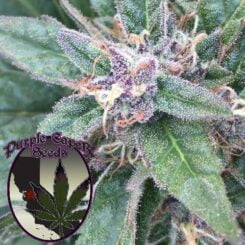 Close-up of cannabis plant with trichomes visible. Logo in the corner reads "Purple Caper Seeds" featuring a cannabis leaf design, showcasing their renowned Grape OG (F) strain.