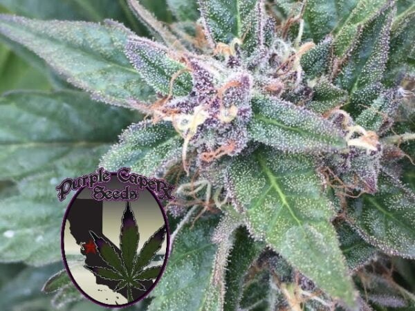 Close-up of cannabis plant with trichomes visible. Logo in the corner reads "Purple Caper Seeds" featuring a cannabis leaf design, showcasing their renowned Grape OG (F) strain.