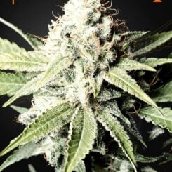 Greenhouse Seed Co. Great White Shark