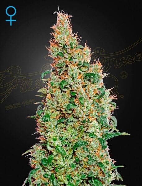 Close-up of a mature Green-O-Matic Auto cannabis bud with orange hairs and dense green foliage against a dark background. Female symbol in the top left corner.
