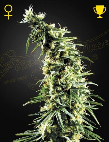 Greenhouse Seed Co. Hawaiian Snow