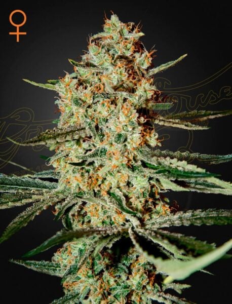 Close-up of a Himalayan Gold (F) cannabis plant with dense buds covered in trichomes, with a female symbol in the top left corner. The background is black with faint golden text.