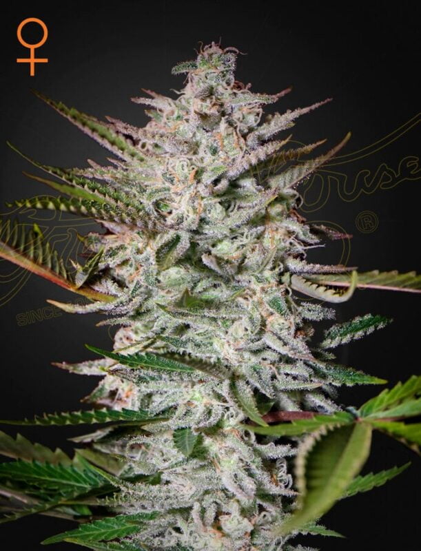 Greenhouse Seed Co. Holy Punch