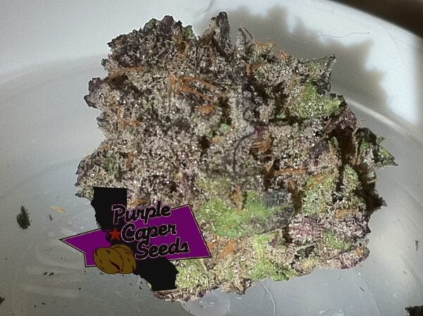A close-up of a cannabis bud with visible trichomes, displaying shades of green and purple. A logo with the text "Purple Caper Seeds" is overlaid on the image, showcasing their Ice Cream Caper (F).