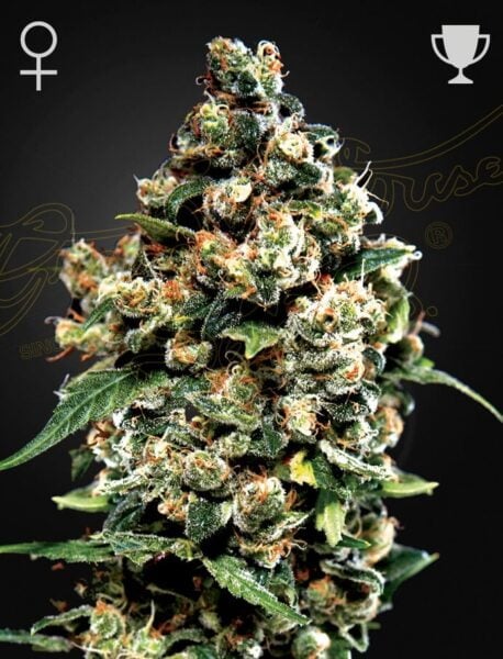 Greenhouse Seed Co. Jack Herer