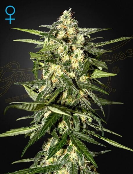 Greenhouse Seed Co. Jack Herer Auto