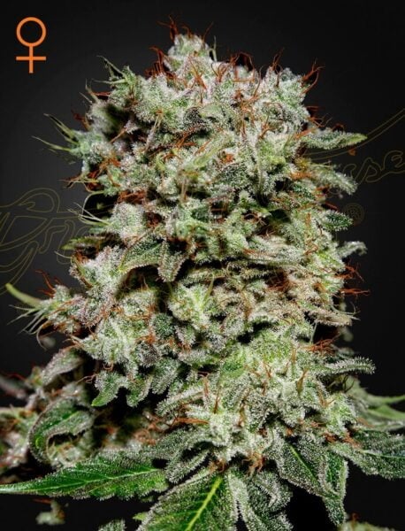 Greenhouse Seed Co. Kalashnikova