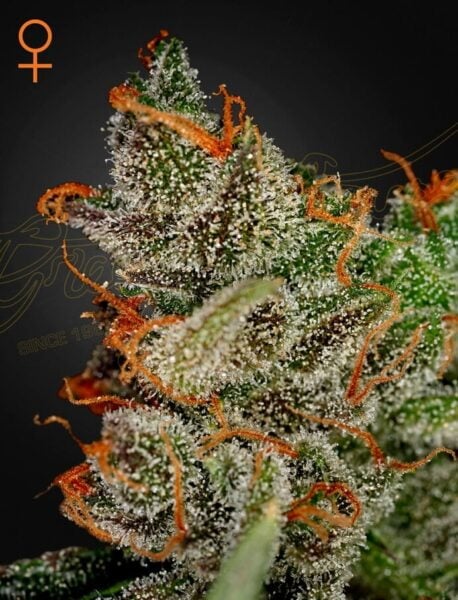 Greenhouse Seed Co. King's Kush