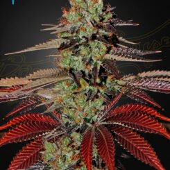 Greenhouse Seed Co. King's Kush Auto