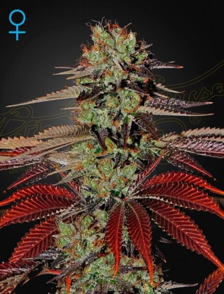 Greenhouse Seed Co. King's Kush Auto