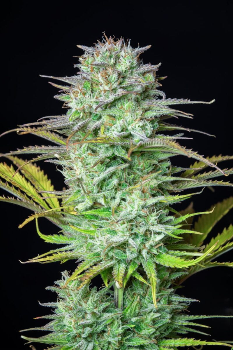 Close-up of a Kosher Cake Auto cannabis bud covered in trichomes with surrounding leaves, set against a black background. The plant has dense, green foliage with hints of yellowing at the tips.