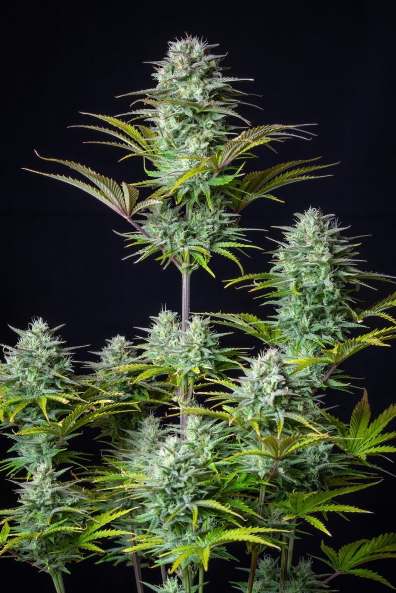 Close-up of a Kosher Cake Auto with multiple dense, resinous buds covered in trichomes, surrounded by slender, serrated leaves; a black background contrasts the plant's green and white hues.