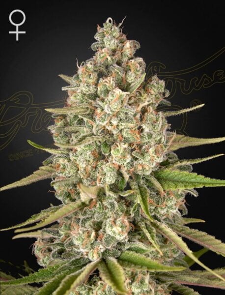 Greenhouse Seed Co. Lost Pearl