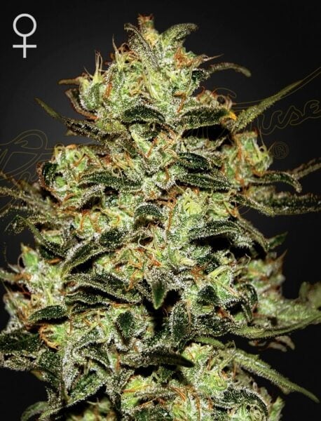 Greenhouse Seed Co. Moby Dick