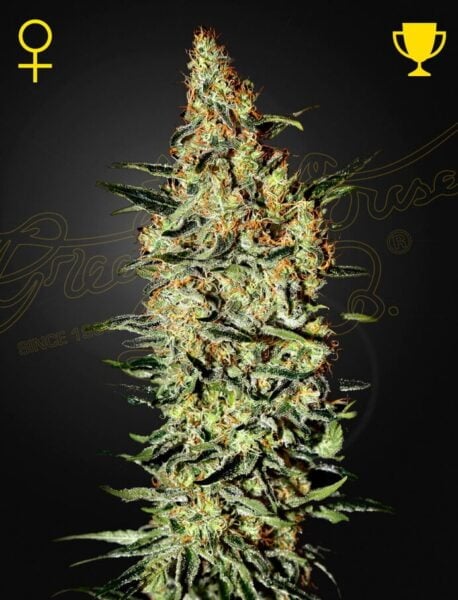 Greenhouse Seed Co. Neville's Haze