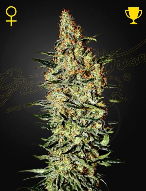 Greenhouse Seed Co. Neville's Haze