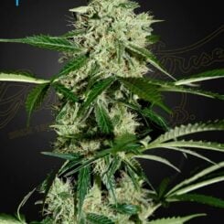 Greenhouse Seed Co. Northern Lights Auto