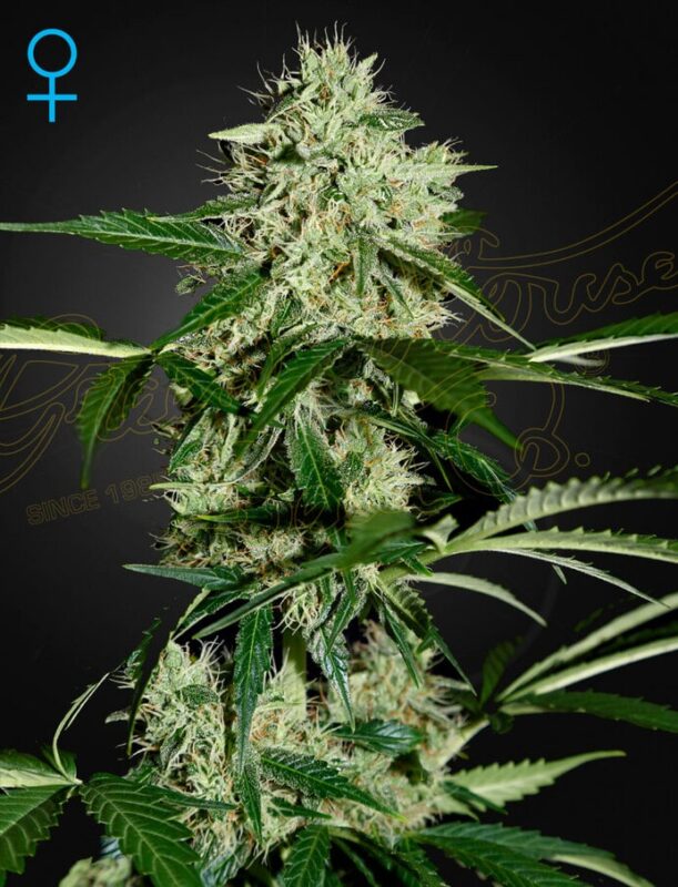 Greenhouse Seed Co. Northern Lights Auto