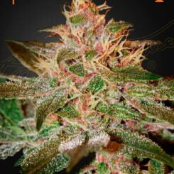 Greenhouse Seed Co. Pure Kush