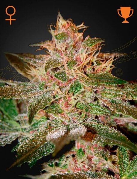 Greenhouse Seed Co. Pure Kush