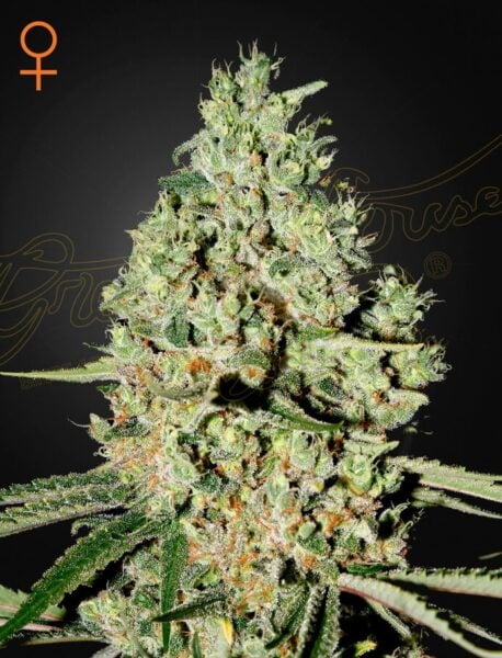 Close-up image of a cannabis plant with dense, frosty buds, prominently featuring trichomes. The Green House Seed Company logo is visible in the background, highlighting their renowned Super Critical (F) strain.