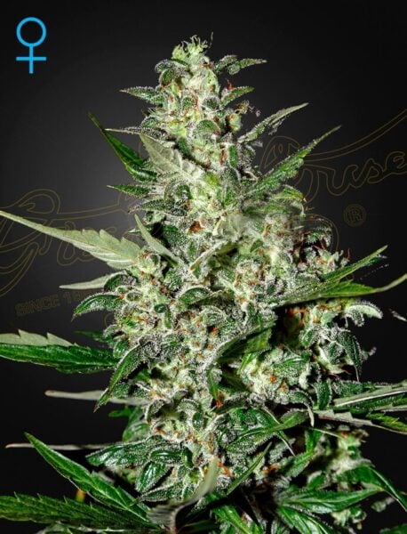 Greenhouse Seed Co. Super Critical Auto