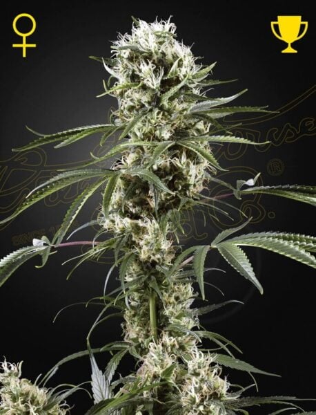 Greenhouse Seed Co. Super Lemon Haze