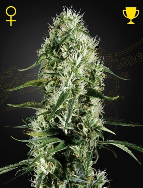 Greenhouse Seed Co. Jack Herer Auto