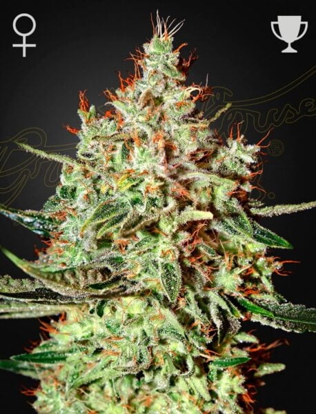 Greenhouse Seed Co. Trainwreck