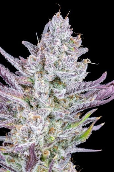 Wedding Glue Auto Fastbuds
