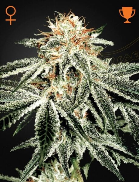 Greenhouse Seed Co. White Widow