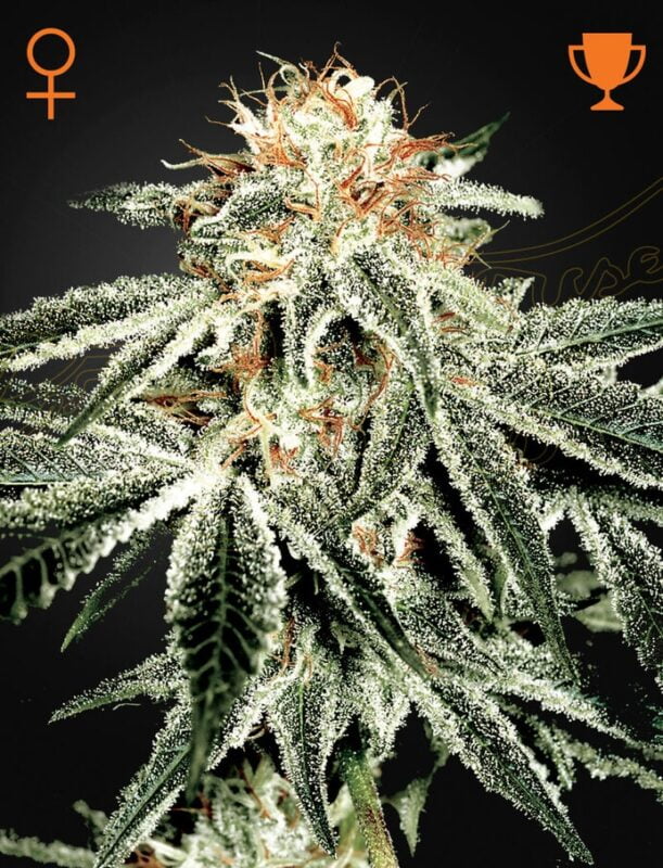 Greenhouse Seed Co. White Widow