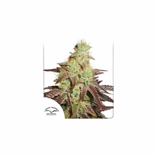 Dutch Passion Auto Night Queen