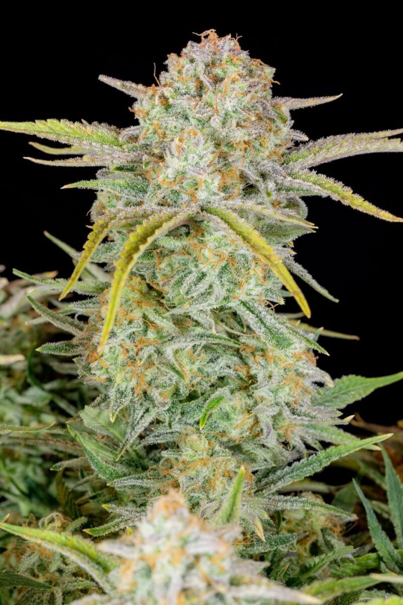 Auto seeds > Bruce Banner Auto
