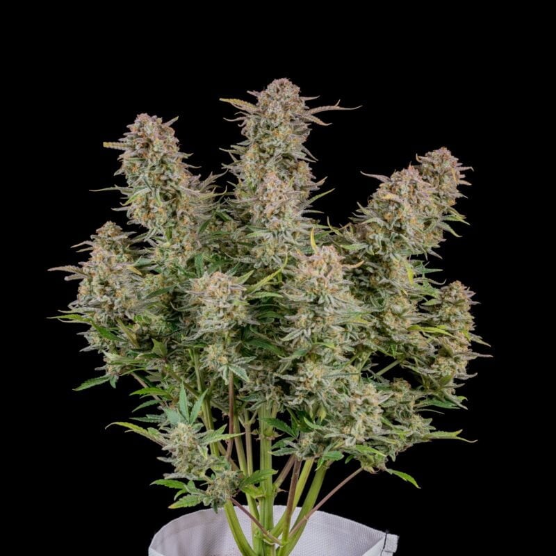 A Bruce Banner Auto - FASTBUDS cannabis plant with dense, resinous buds is displayed against a solid black background.