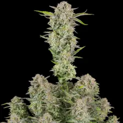Bruce Banner Auto Cannabis Seeds by Fastbuds