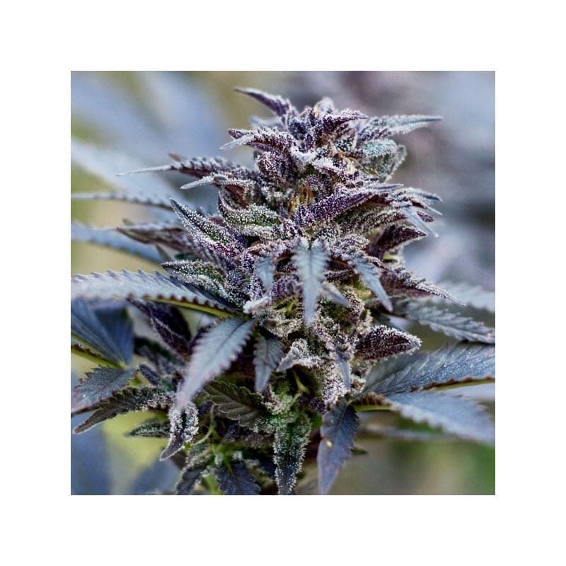 Close-up of a Durban Poison (F) cannabis plant with purple-tinged leaves and frosty trichomes. The background is blurred, highlighting the focus on the plant bud.