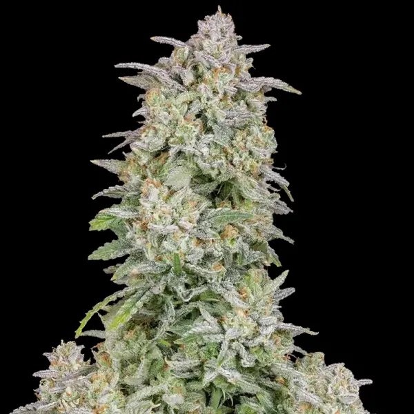 Forbidden Runtz Auto Cannabis Seeds by Fastbuds