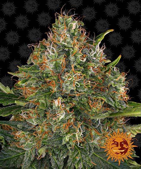 Close-up image of a G13 Haze (R) cannabis bud with visible trichomes and orange pistils, against a black background featuring a repeating sun logo pattern.