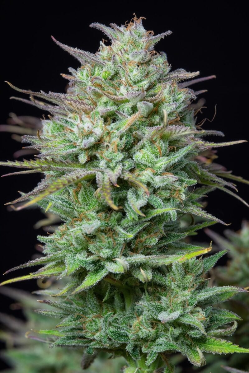 Close-up of a dense, green Kosher Cake Auto cannabis bud covered in white trichomes against a black background. The plant has visible bright orange pistils and sugar leaves.