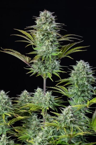 Kosher Cake Auto FastBuds