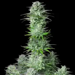 Kosher Cake Auto Cannabis Seeds by Fastbuds