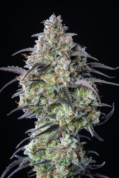 Mimosa Cake Auto FastBuds